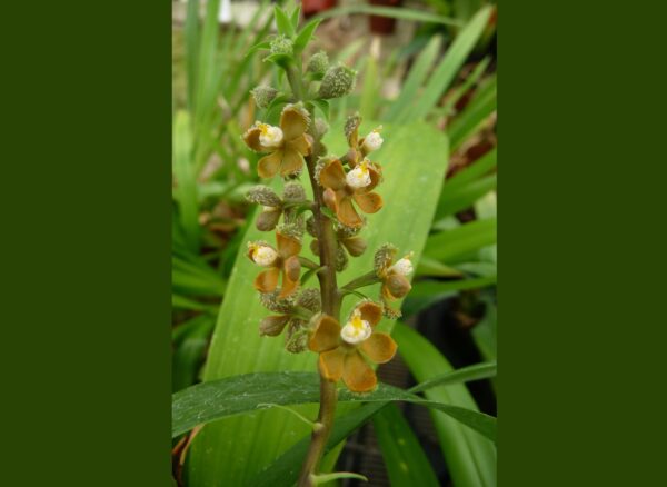 Encyclia maculosa (Prosthechea guttata) – Bild 2