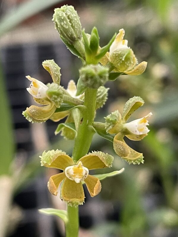 Encyclia maculosa (Prosthechea guttata) – Bild 4