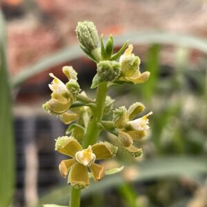 Encyclia maculosa (Prosthechea guttata)