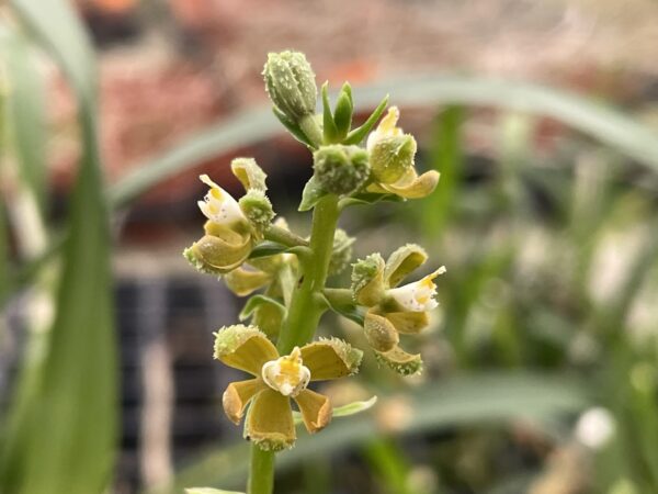 Encyclia maculosa (Prosthechea guttata)