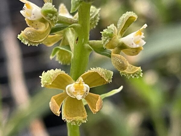 Encyclia maculosa (Prosthechea guttata) – Bild 3