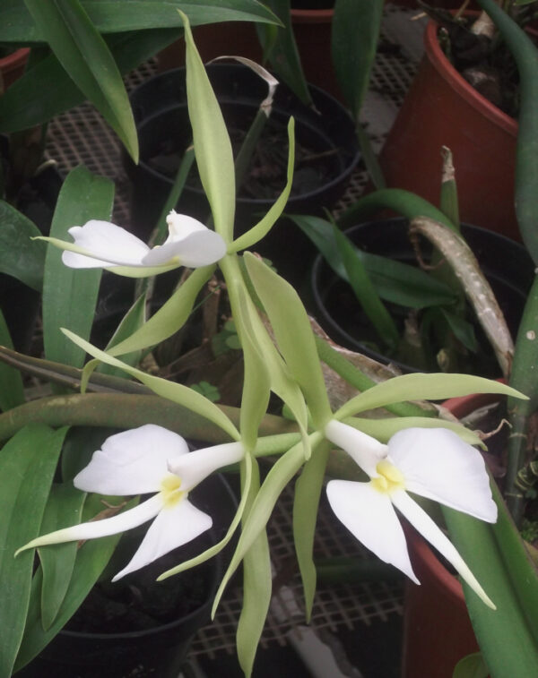 Epidendrum parkinsonianum (Coilostylis parkinsonianum) – Bild 4
