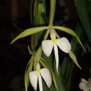 Epidendrum parkinsonianum (Coilostylis parkinsonianum)