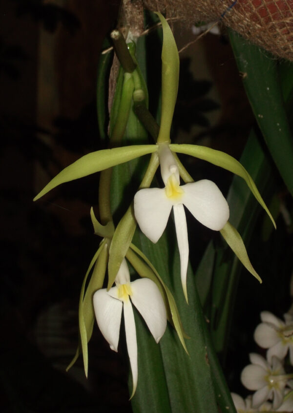 Epidendrum parkinsonianum (Coilostylis parkinsonianum)