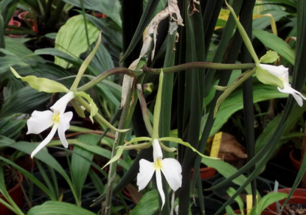 Epidendrum parkinsonianum (Coilostylis parkinsonianum) – Bild 5