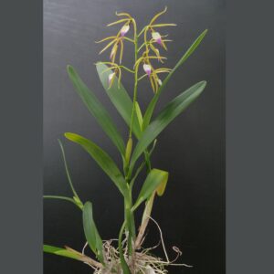 Epidendrum brassavolae (Panarica brassavolae)