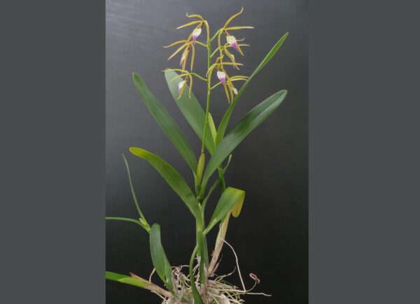 Epidendrum brassavolae (Panarica brassavolae)