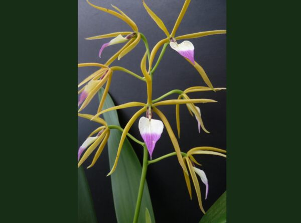 Epidendrum brassavolae (Panarica brassavolae) – Bild 2