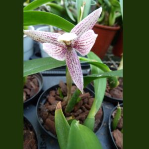 Epidendrum garcianum