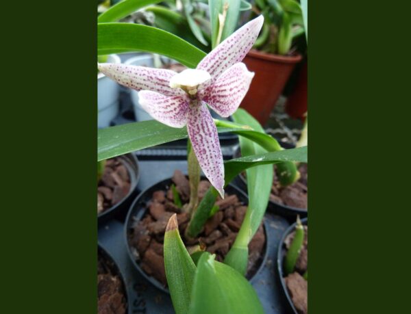 Epidendrum garcianum