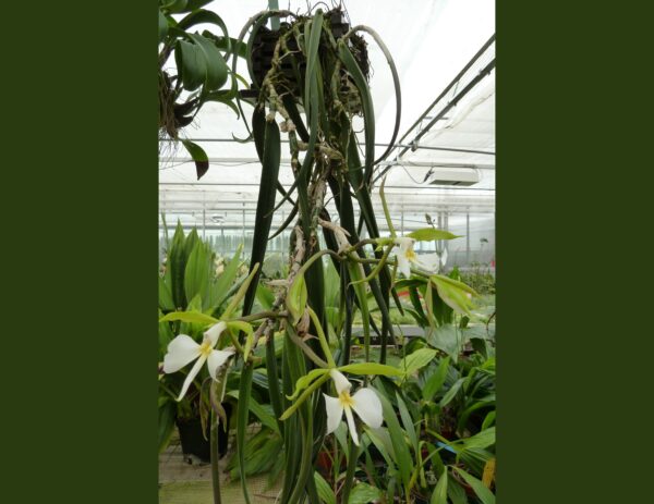 Epidendrum parkinsonianum (Coilostylis parkinsonianum) – Bild 3