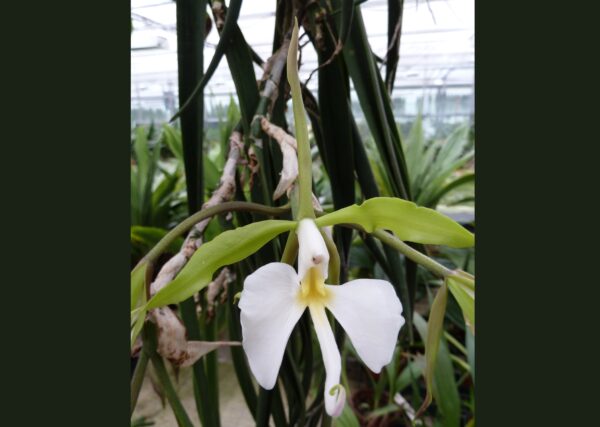 Epidendrum parkinsonianum (Coilostylis parkinsonianum) – Bild 2