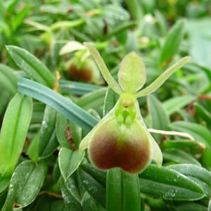 Epidendrum (nanodes) porpax 'Ivan Portillio'