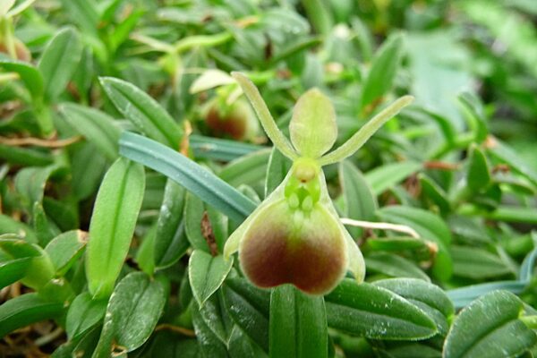 Epidendrum (nanodes) porpax 'Ivan Portillio'
