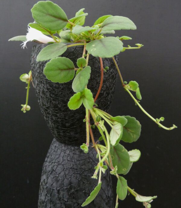 Episcia dianthiflora – Bild 2
