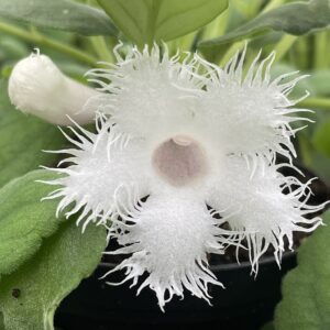 Episcia dianthiflora