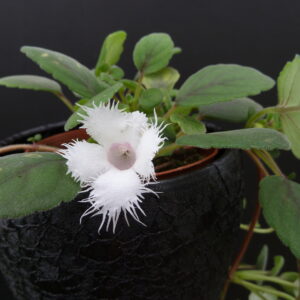 Episcia dianthiflora