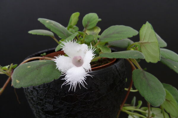 Episcia dianthiflora