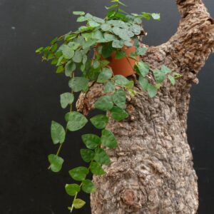 Ficus pumila 'minuta'