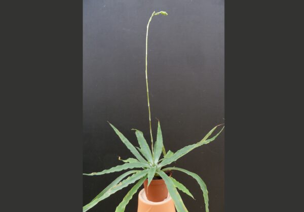 Fosterella penduliflora
