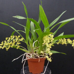 Gomesa recurva