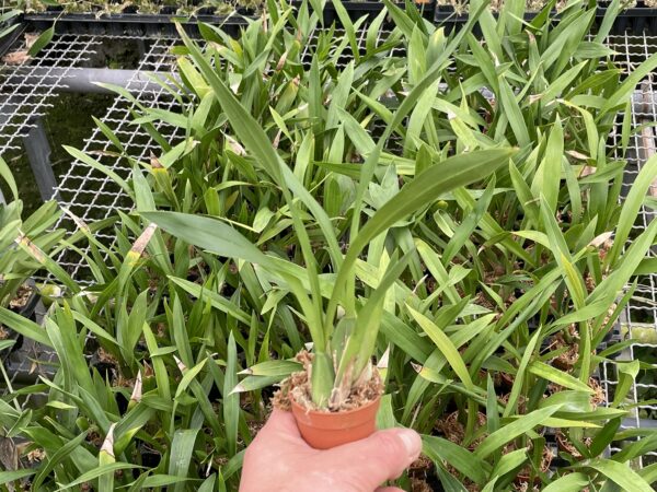 Gomesa recurva – Bild 4