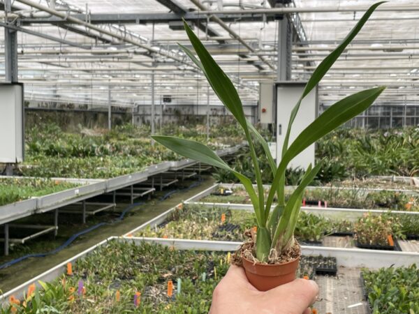 Gomesa recurva – Bild 5