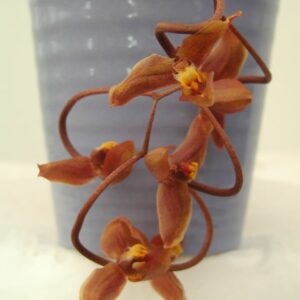Gongora galeata