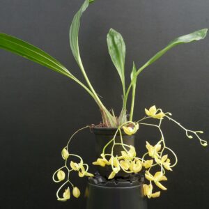 Gongora galeata 'concolor'