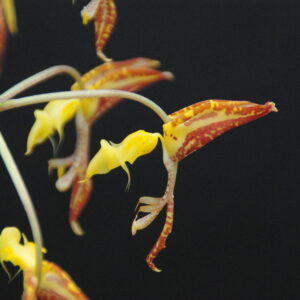 Gongora quinquenervis