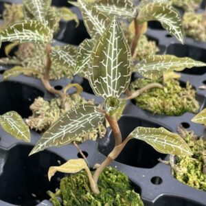 Goodyera hispida