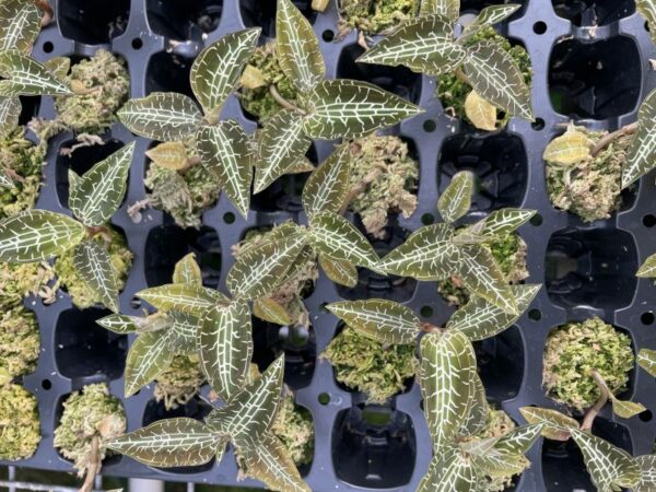 Goodyera hispida – Bild 2