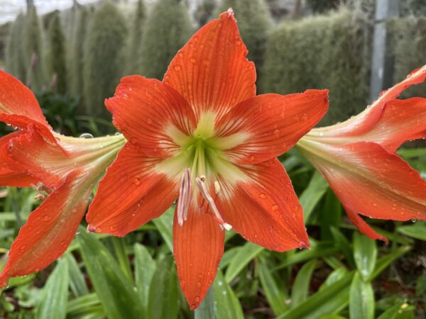 Hippeastrum blossfeldiae – Bild 2