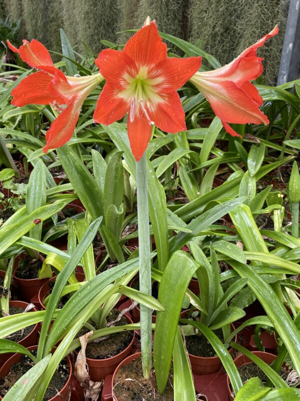 Hippeastrum blossfeldiae – Bild 3