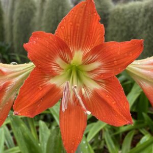 Hippeastrum blossfeldiae