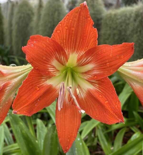 Hippeastrum blossfeldiae