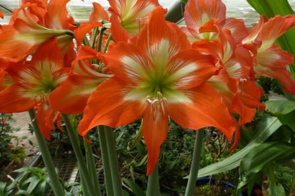 Hippeastrum blossfeldiae – Bild 4