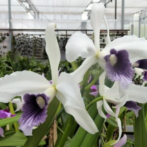 Laelia purpurata 'Werkhäuseri'