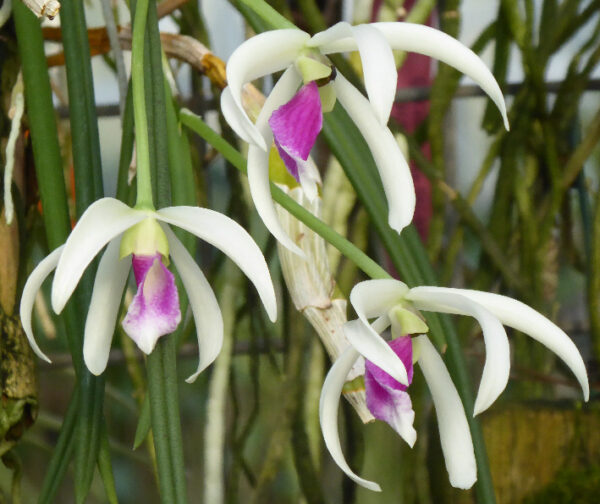 Leptotes bicolor – Bild 3