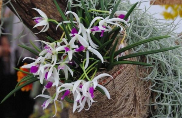 Leptotes bicolor