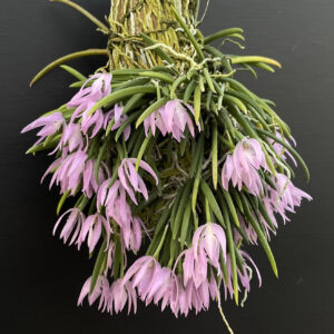 Leptotes unicolor