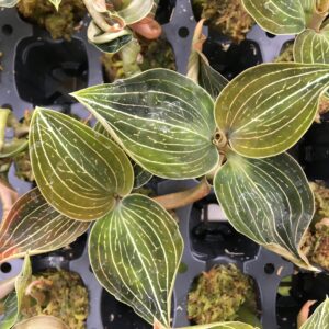 Ludisia 'Lemon'