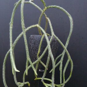 Lycopodium carinatum