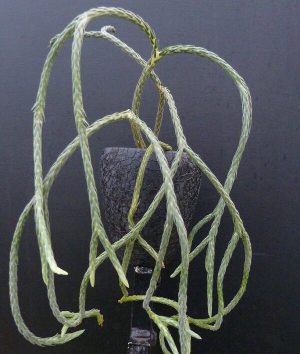 Lycopodium carinatum