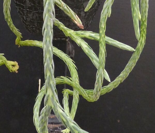 Lycopodium carinatum – Bild 2