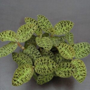 Macodes petola