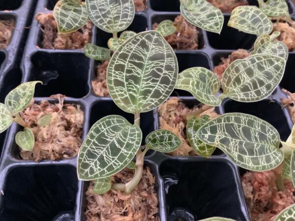 Macodes petola – Bild 2