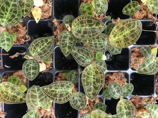 Macodes petola 'Gold' – Bild 2