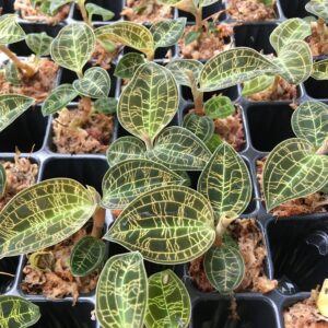 Macodes petola 'Gold'