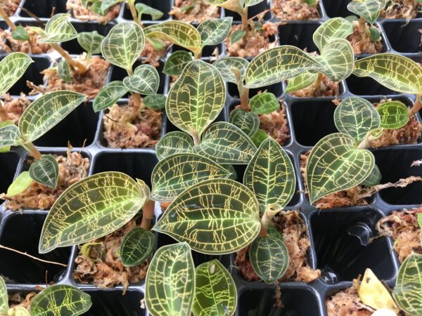 Macodes petola 'Gold'